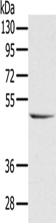 Rabbit Polyclonal Antibody to CYTH1