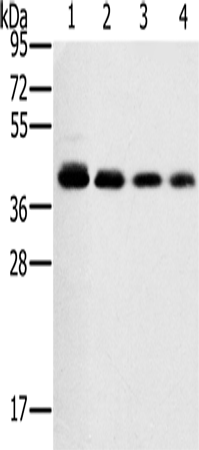 Rabbit Polyclonal Antibody to PTGER1