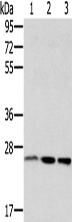 Rabbit Polyclonal Antibody to RAB8A