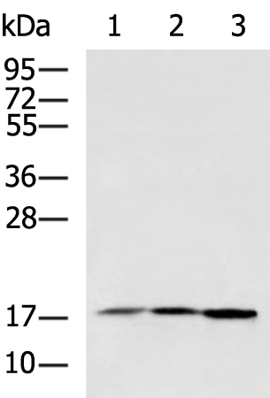 Rabbit Polyclonal Antibody to RAC2