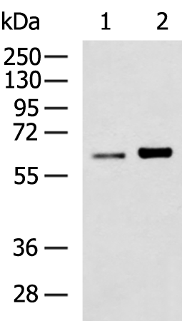 Rabbit Polyclonal Antibody to TNFRSF11A