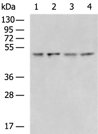Rabbit Polyclonal Antibody to RCC1
