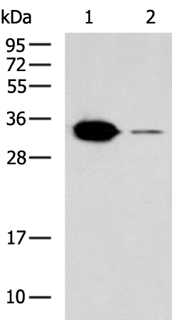 Rabbit Polyclonal Antibody to RNLS