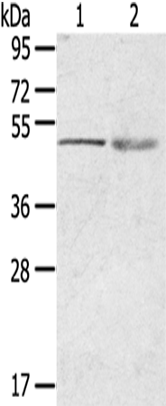 Rabbit Polyclonal Antibody to RHCE