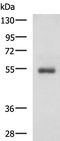 Rabbit Polyclonal Antibody to RHCG