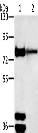 Rabbit Polyclonal Antibody to TRIM3