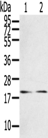 Rabbit Polyclonal Antibody to RRAS