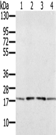 Rabbit Polyclonal Antibody to PRAF2