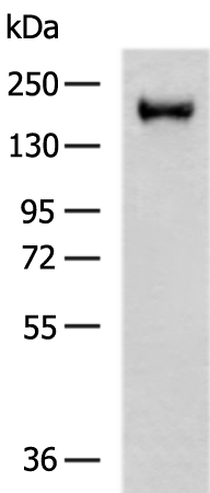 Rabbit Polyclonal Antibody to SAMD9L