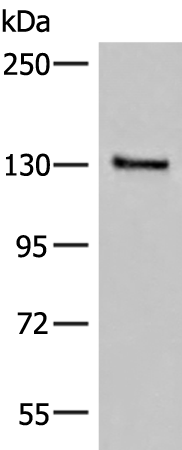 Rabbit Polyclonal Antibody to SASH1