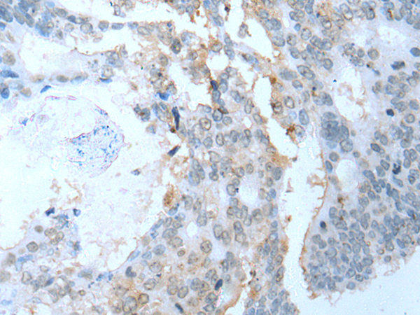 Rabbit Polyclonal Antibody to SYCP2