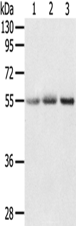 Rabbit Polyclonal Antibody to CWC27