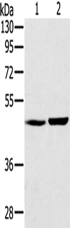 Rabbit Polyclonal Antibody to SEC14L2