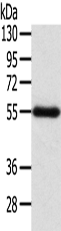 Rabbit Polyclonal Antibody to SELENON