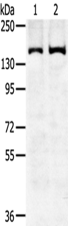 Rabbit Polyclonal Antibody to SENP6