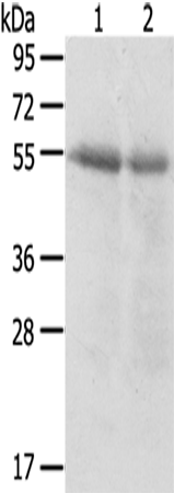 Rabbit Polyclonal Antibody to SERINC3