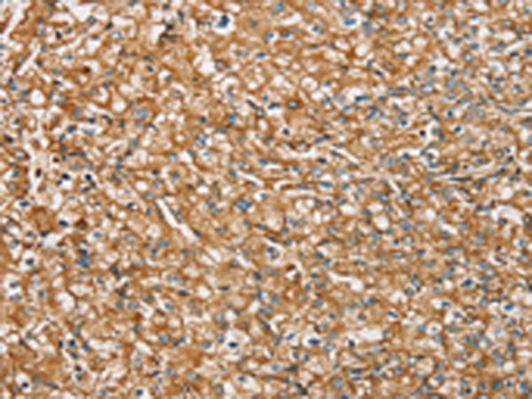 Rabbit Polyclonal Antibody to SIGLEC7