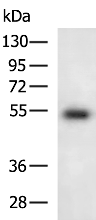 Rabbit Polyclonal Antibody to SIGLEC8