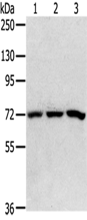 Rabbit Polyclonal Antibody to SRP68