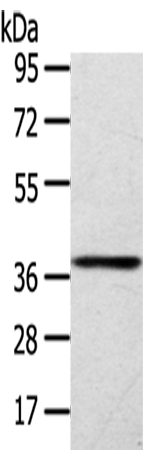 Rabbit Polyclonal Antibody to SIRT4