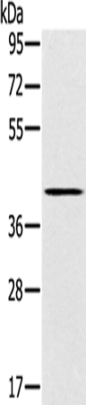Rabbit Polyclonal Antibody to SLC14A1