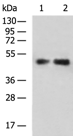 Rabbit Polyclonal Antibody to SLC16A3
