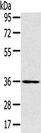 Rabbit Polyclonal Antibody to SLC39A9