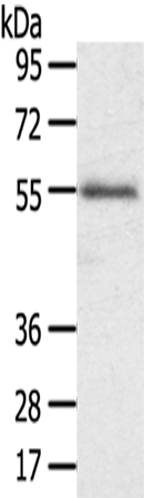 Rabbit Polyclonal Antibody to SLC43A2