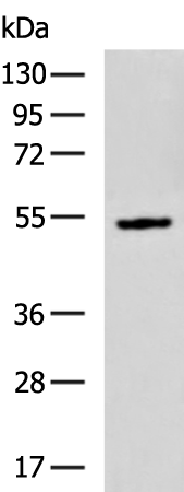 Rabbit Polyclonal Antibody to SLC7A5