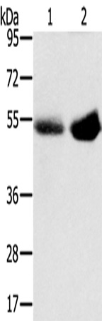 Rabbit Polyclonal Antibody to SLC13A3