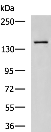 Rabbit Polyclonal Antibody to SLIT3