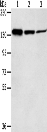 Rabbit Polyclonal Antibody to SMC2