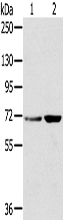 Rabbit Polyclonal Antibody to SNX2