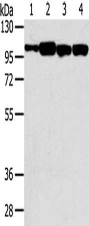 Rabbit Polyclonal Antibody to SRGAP1