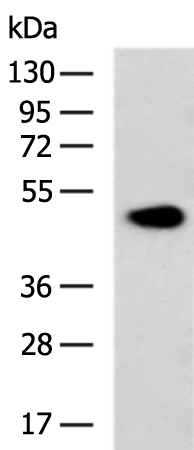 Rabbit Polyclonal Antibody to SDC3