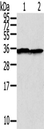 Rabbit Polyclonal Antibody to STX3