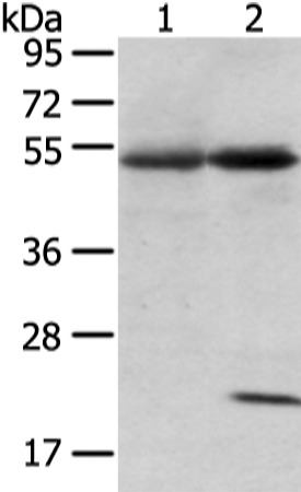 Rabbit Polyclonal Antibody to SNTA1