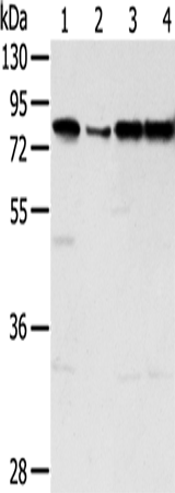 Rabbit Polyclonal Antibody to TAF15