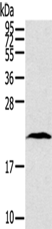 Rabbit Polyclonal Antibody to TAF10