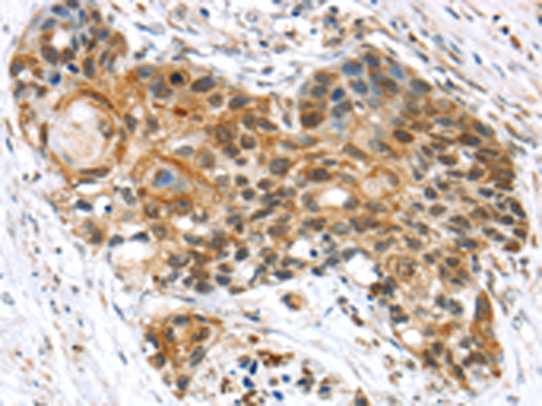 Rabbit Polyclonal Antibody to ELOA
