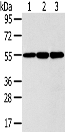 Rabbit Polyclonal Antibody to ISM2