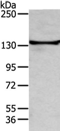 Rabbit Polyclonal Antibody to TRIM24