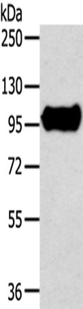 Rabbit Polyclonal Antibody to TRIM71