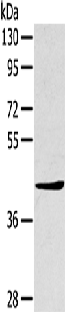 Rabbit Polyclonal Antibody to TNIP2