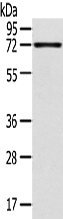 Rabbit Polyclonal Antibody to TNIP1