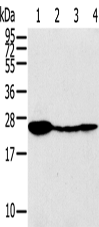 Rabbit Polyclonal Antibody to TPD52