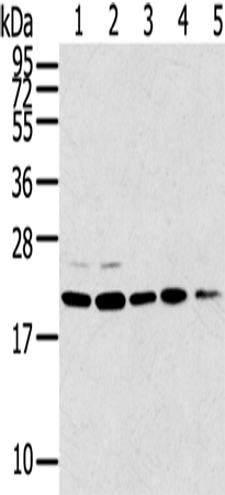 Rabbit Polyclonal Antibody to TPD52L1