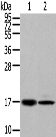 Rabbit Polyclonal Antibody to TRARG1
