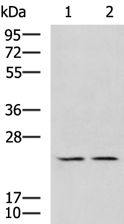 Rabbit Polyclonal Antibody to UBTD1