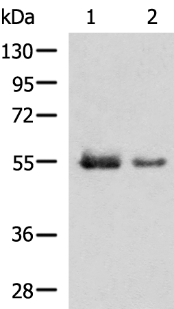 Rabbit Polyclonal Antibody to UGT1A4